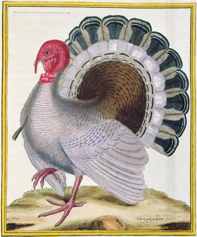 تركيا ، من "Histoire Naturelle des Oiseaux" بقلم جورج دي بوفون (1707-88) نشر 1777 بواسطة Francois Nicolas Martinet