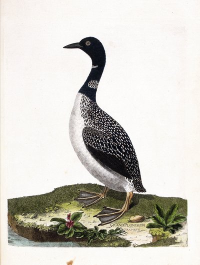 مجلس علم الحيوان (علم الطيور): بقعة الغوص الكبيرة (غوص إيمستراند أو غافيا إمر). رسم إيضاحي في "تاريخ الطيور ، مرسوم في مظاهرها وجوانبها الحساسة" بقلم فرانسوا نيكولا مارتينيت (1731-1800). مجموعة خاصة. بواسطة فرانسوا نيكولا مارتينيه