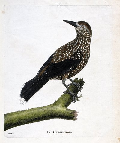 مجلس علم الحيوان (علم الطيور): كسارة البندق (ذبابة الجوز أو nucifraga caryocatacts) على فرع. رسم إيضاحي في "تاريخ الطيور ، مرسوم في مظاهرها وجوانبها الحساسة" بقلم فرانسوا نيكولا مارتينيت (1731-1800). مجموعة خاصة. بواسطة فرانسوا نيكولا مارتينيه