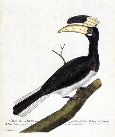 مخطط علم الحيوان (علم الطيور): كالاو دي مالابار (أنثراكوسيروس كوريناتوس) على فرع. رسم إيضاحي في "تاريخ الطيور ، مرسوم في مظاهرها وجوانبها الحساسة" بقلم فرانسوا نيكولا مارتينيت (1731-1800). مجموعة خاصة. بواسطة فرانسوا نيكولا مارتينيه