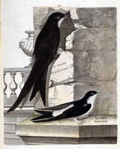 مخطط علم الحيوان (علم الطيور): Great Swift (Black Swift أو apus apus) و Small Swift (Window Swallow أو Urbica Delichon). رسم إيضاحي في "تاريخ الطيور ، مرسومة في مظهرها وجوانبها الحساسة" بقلم فرانسوا نيكولا مارتينيت (1731-1800) بواسطة فرانسوا نيكولا مارتينيه