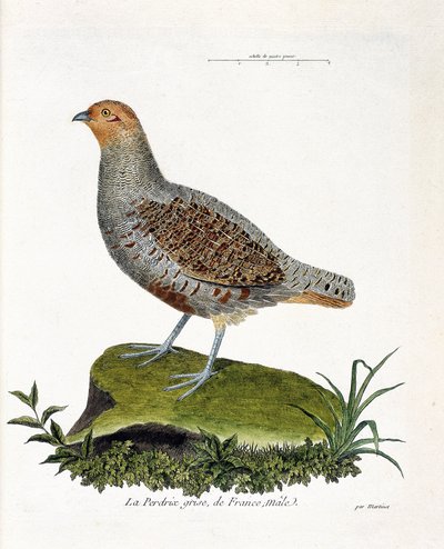 مطبوعات فنية بواسطة Francois Nicolas Martinet