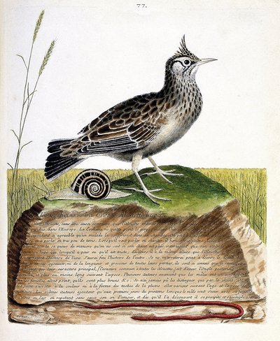 مخطط علم الحيوان (علم الطيور): cochevis (cochevis huppe أو Galerida cristata). رسم إيضاحي في "تاريخ الطيور ، مرسوم في مظاهرها وجوانبها الحساسة" بقلم فرانسوا نيكولا مارتينيت (1731-1800). مجموعة خاصة. بواسطة فرانسوا نيكولا مارتينيه