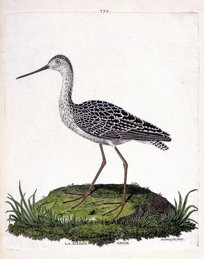 مخطط علم الحيوان (علم الطيور): بارج رمادي (بارج أحمر أو ليموزا لابونيكا). رسم إيضاحي في "تاريخ الطيور ، مرسوم في مظاهرها وجوانبها الحساسة" بقلم فرانسوا نيكولا مارتينيت (1731-1800). مجموعة خاصة. بواسطة فرانسوا نيكولا مارتينيه