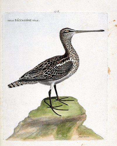 مخطط علم الحيوان (علم الطيور): ذكر قديم من البيكاسين (مستنقع أو غاليناغو غاليناغو). رسم إيضاحي في "تاريخ الطيور ، مرسوم في مظاهرها وجوانبها الحساسة" بقلم فرانسوا نيكولا مارتينيت (1731-1800). مجموعة خاصة. بواسطة فرانسوا نيكولا مارتينيه
