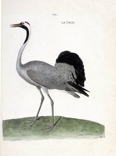 مخطط علم الحيوان (علم الطيور): الرافعة (رافعة الرماد أو grus grus) - رسم توضيحي في "تاريخ الطيور ، مرسومة بجوانبها الظاهرة والحساسة" بقلم فرانسوا نيكولا مارتينيت (1731-1800) - مجموعة خاصة بواسطة فرانسوا نيكولا مارتينيه