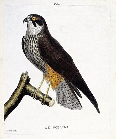 مخطط علم الحيوان (علم الطيور): hobreau (الصقر الصقر أو falco subbuteo) على فرع. رسم إيضاحي في "تاريخ الطيور ، مرسوم في مظاهرها وجوانبها الحساسة" بقلم فرانسوا نيكولا مارتينيت (1731-1800). مجموعة خاصة. بواسطة فرانسوا نيكولا مارتينيه