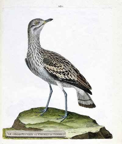 مخطط علم الحيوان (علم الطيور): الزقزاق الكبير أو الغراب (oedicneme criard (Burhinus oedicnemus). رسم توضيحي في "تاريخ الطيور ، مرسومة في مظاهرها وحساسيتها" بقلم فرانسوا نيكولا مارتينيه (1731-1800). مجموعة خاصة. بواسطة فرانسوا نيكولا مارتينيه