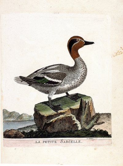مخطط علم الحيوان (علم الطيور): البط البري الصغير (البط البري الشتوي أو أنس كريكا). رسم إيضاحي في "تاريخ الطيور ، مرسوم في مظاهرها وجوانبها الحساسة" بقلم فرانسوا نيكولا مارتينيت (1731-1800). مجموعة خاصة. بواسطة فرانسوا نيكولا مارتينيه