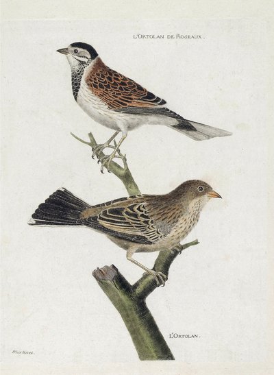 مخطط علم الحيوان (علم الطيور): من الأعلى إلى الأسفل: Reed ortolan (Reed Sparrow أو Emberiza schoeniclus) و Ortolan (Ortolan Sparrow أو Emberiza hortulana) على فرع. رسم إيضاحي في "تاريخ الطيور ، مرسومة في مظاهرها الحسّاسة ومظهرها" بواسطة فرانسوا نيكولا مارتينيه