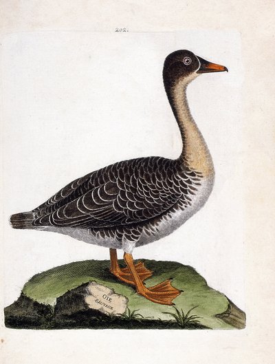 مخطط علم الحيوان (علم الطيور): أوزة برية (أوزة حصاد أو أنسر فاباليس). رسم إيضاحي في "تاريخ الطيور ، مرسوم في مظاهرها وجوانبها الحساسة" بقلم فرانسوا نيكولا مارتينيت (1731-1800). مجموعة خاصة. بواسطة فرانسوا نيكولا مارتينيه