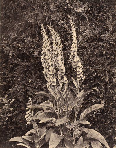 Foxgloves ، ج. 1860s. بواسطة فرانك ميسون جيد