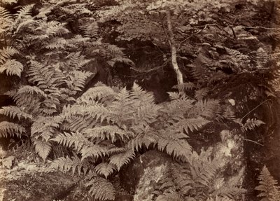 دراسة السرخس بدون عنوان ، أواخر عام 1870. بواسطة فرانك ميدو ساتكليف