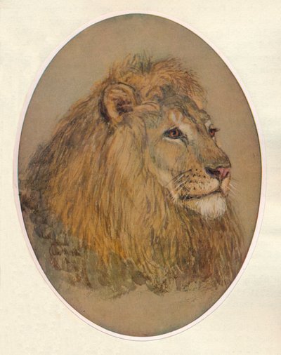 رأس الأسود ، c1896 بواسطة فرانك باتون