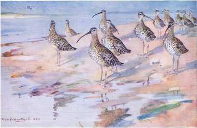 Curlews at Blakeney Point (litho) بواسطة فرانك ساوثجيت