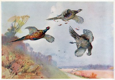 التدرج العالي ، التوضيح من "Wildfowl و Waders" بواسطة فرانك ساوثجيت