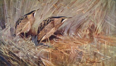 الحياة البرية في شرق أنجليا: طيور القارضة الشائعة (ليثو ملون) بواسطة فرانك ساوثجيت