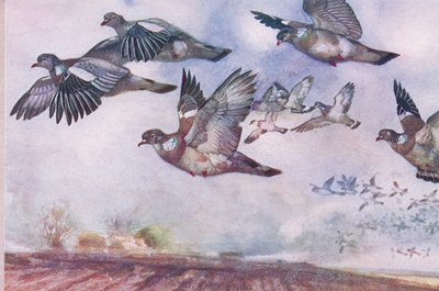 حمامة الخشب أثناء الطيران ، توضيح من Wild Nature & Country Life نشره Hodder & Stoughton ، c بواسطة فرانك ساوثجيت