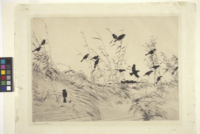 Blackbirds And Rushes (حبر على ورق) بواسطة فرانك ويستون بنسون