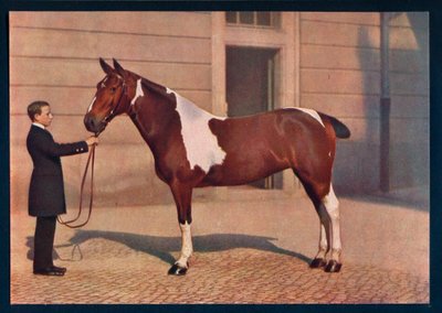 صورة لحصان تم التقاطه بعدسة زايس تيسار ، c1908 بواسطة فرانز كون