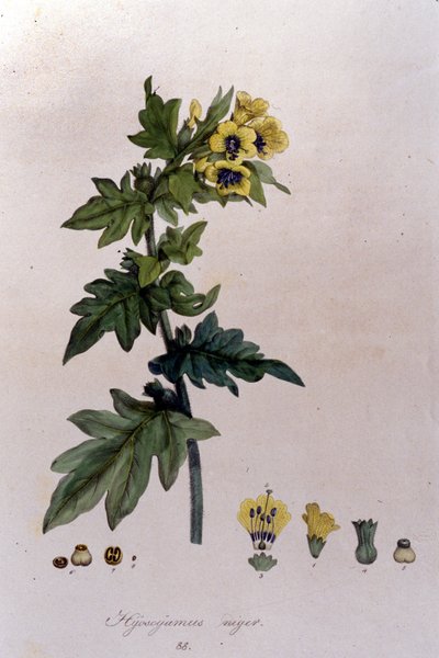 من فيلم "Flora Monacensis" للمخرج F. De Paola De Closet. ميونيخ 1816. بواسطة خزانة فرانز