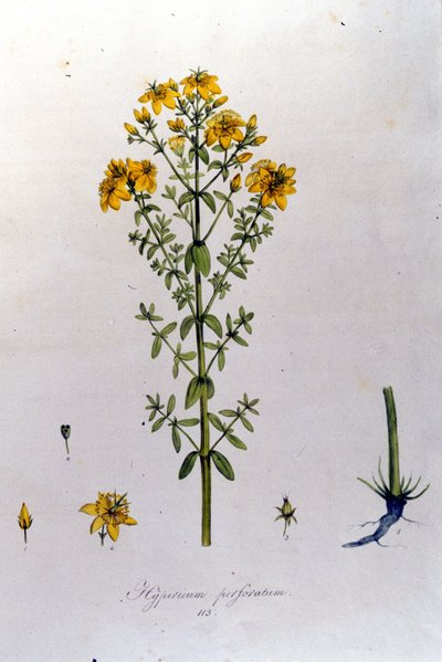 Hypericum أو نبتة سانت جون (نبتة سانت جون) من "Flora Monacensis" لـ F. De Paola De Schrank. ميونيخ 1816 بواسطة خزانة فرانز