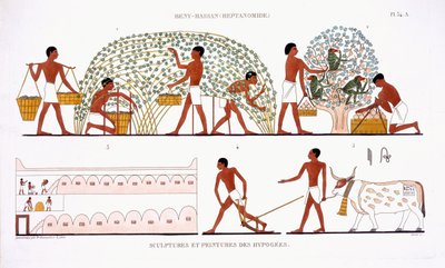 قطف الفاكهة ، من سجل نادر من اللوحات الجدارية من طيبة ، سجل 1819-1822 في زيارته الثانية لمصر بواسطة فريدريك كايود (1787-1869) ، لون ليثو بواسطة فريدريك (بعد) كايود