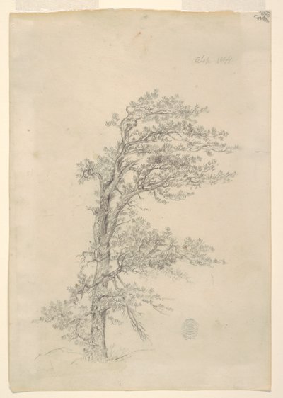A Pitch Pine بواسطة كنيسة فريدريك إدوين
