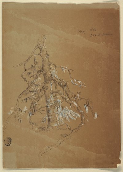 رسم، خضرة دائمة الخضرة، غراند مانان، كندا، أغسطس 1851 بواسطة كنيسة فريدريك إدوين