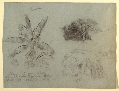 رسم، رسومات نباتية، أمريكا الجنوبية، مايو 1853  بواسطة كنيسة فريدريك إدوين