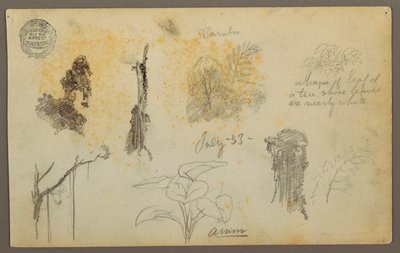 رسم، رسومات نباتية من كولومبيا: أشجار الخيزران، الجذوع والتفاصيل، يوليو 1853 بواسطة كنيسة فريدريك إدوين
