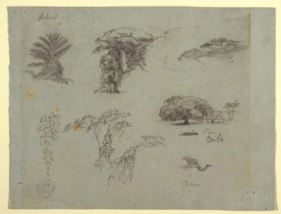 رسم، رسومات نباتية من أمريكا الجنوبية: نخلة، ومجموعات من الأشجار، وأغصان معلقة، وشجرة كبيرة بجانب منزل، وطائر الكركي الطائر، 1853، ربما مايو بواسطة كنيسة فريدريك إدوين