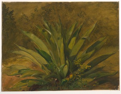 رسم، دراسة نباتية، 1865-1865-66 بواسطة كنيسة فريدريك إدوين