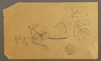 الرسم، الرسم.  رسومات.  جذع نبتة.   أغصان بأوراق، ربما 1877 بواسطة كنيسة فريدريك إدوين