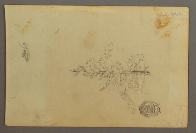 رسم، شجرة دائمة الخضرة، 1844 بواسطة كنيسة فريدريك إدوين