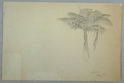 رسم، دراسة شجرة السرخس، جامايكا، أغسطس 1865 بواسطة كنيسة فريدريك إدوين