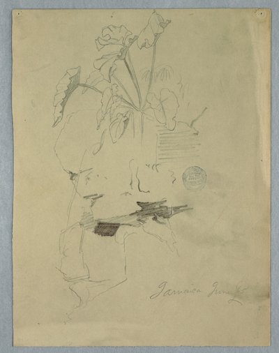 رسم، فيلوديندروم [؟] ينمو فوق صخرة، جامايكا، يونيو 1865 بواسطة كنيسة فريدريك إدوين