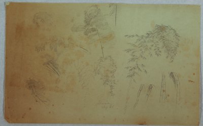 رسم، دراسات لقمم الأشجار والخيزران، جامايكا، أغسطس 1865 بواسطة كنيسة فريدريك إدوين