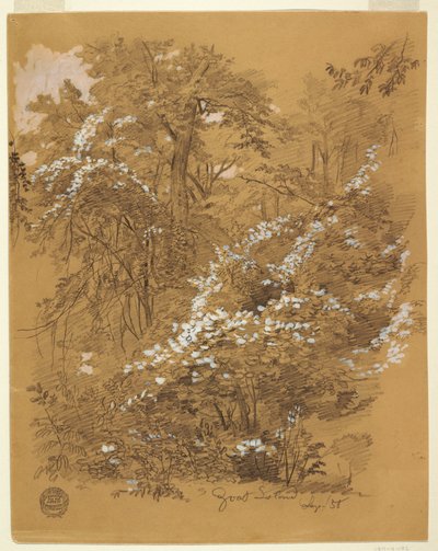 رسم، منظر غابة غابة في جزيرة الماعز، نهر نياجرا، نيويورك، سبتمبر 1858 بواسطة كنيسة فريدريك إدوين