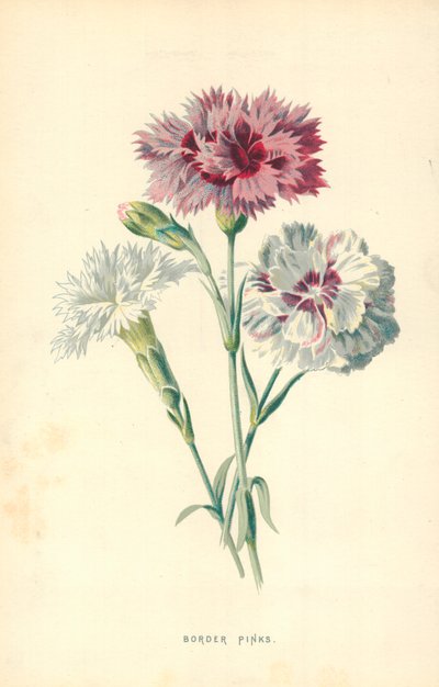 الحدود الوردية بواسطة فريدريك إدوارد هولم