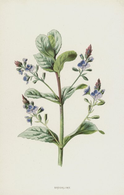 Brooklime (chromolitho) بواسطة فريدريك إدوارد هولم