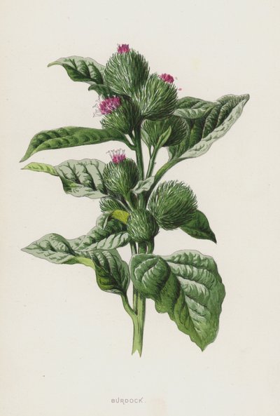 الأرقطيون (chromolitho) بواسطة فريدريك إدوارد هولم