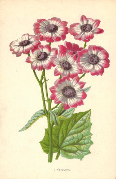 حفظ رماد الجثث بواسطة فريدريك إدوارد هولم