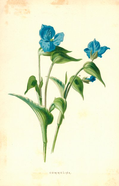 Commelina بواسطة فريدريك إدوارد هولم