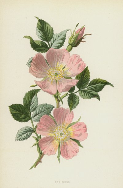 الكلب روز (chromolitho) بواسطة فريدريك إدوارد هولم