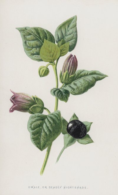 Dwale ، أو Deadly Nightshade (chromolitho) بواسطة فريدريك إدوارد هولم