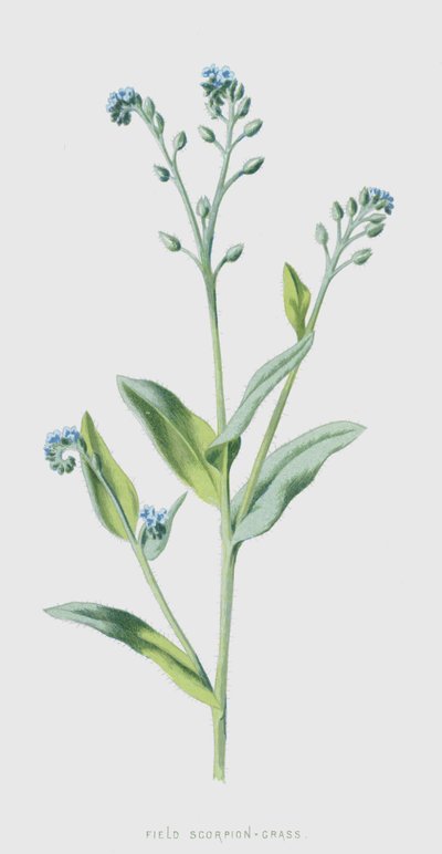 حقل العقرب - العشب (chromolitho) بواسطة فريدريك إدوارد هولم