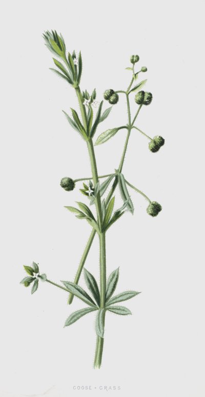 غوس غراس (chromolitho) بواسطة فريدريك إدوارد هولم