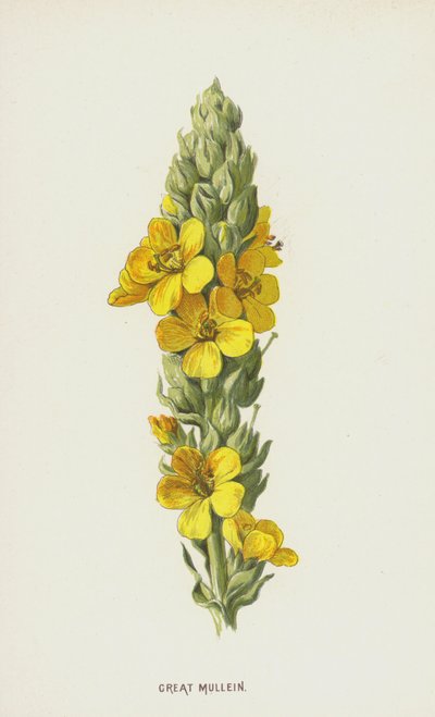 Mullein العظيم (chromolitho) بواسطة فريدريك إدوارد هولم