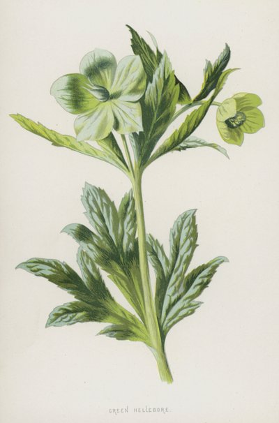 Hellebore الأخضر (chromolitho) بواسطة فريدريك إدوارد هولم